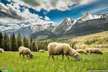 Pastva ovcí na horách - Foto Jozef Pitoňák 0521 (1)