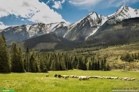 Pastva ovcí na horách - Foto Jozef Pitoňák 0521