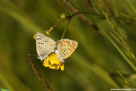 Ohniváček černoskvrnný - Foto Irena Wenischová 0621