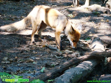 Liška obecná - Vulpes vulpes - Foto Jan Jirásek (1)