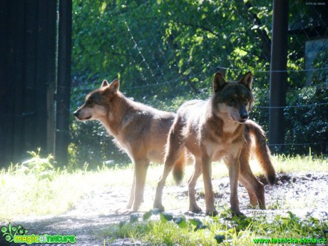 Vlk obecný - Canis lupus - Foto Jan Jirásek (1)
