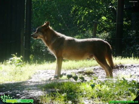 Vlk obecný - Canis lupus - Foto Jan Jirásek (2)