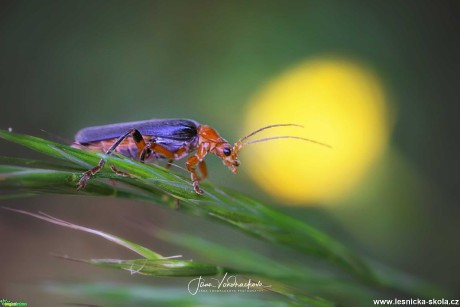 Krása hmyzího světa - Foto Jana Vondráčková 0621