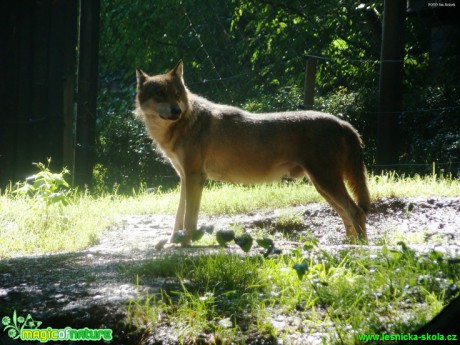 Vlk obecný - Canis lupus - Foto Jan Jirásek