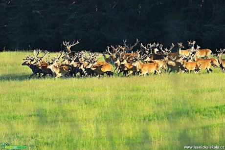 Setkání s jeleny - Foto Pavel Balazka 0621