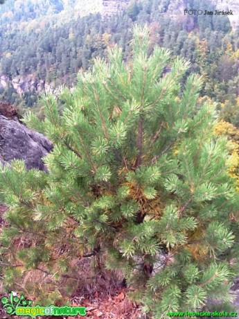 Borovice lesní - Pinus sylvestris - Foto Jan Jirásek