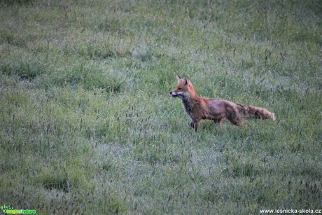 Liška obecná - Foto František Novotný 0621