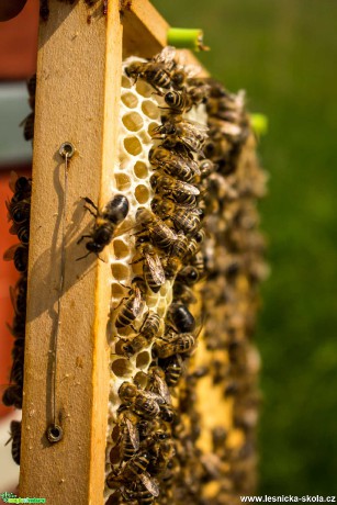 Včelaření - Foto Lukáš Málek 0621 (1)