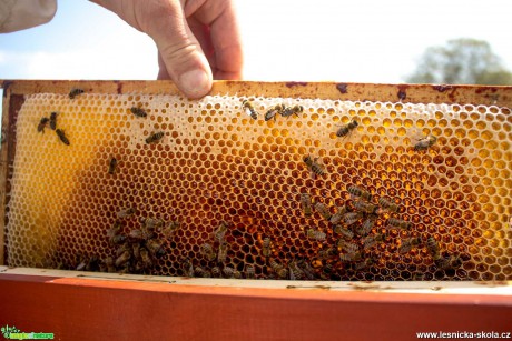 Včelaření - Foto Lukáš Málek 0621 (3)