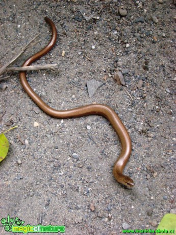 Slepýš křehký - Anguis fragilis - Foto Jan Jirásek (1)