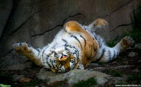 Tygří lenošení - Foto Ladislav Hanousek 0920