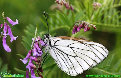 Bělásek ovocný - Aporia crataegi - Foto G. Ritschel