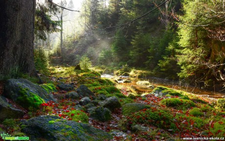 Lesní fantazie - Foto Jaroslava Jechová 1020