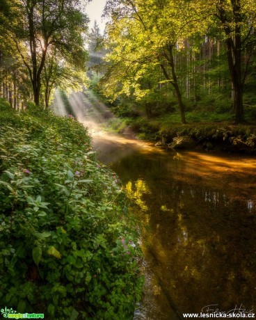 Údolí řeky Křinice - Foto Filip Holič 0421