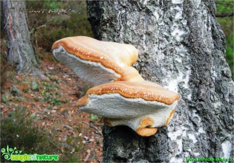 Březovník březový - Piptoporus betulinus - Foto Robert Kopecký