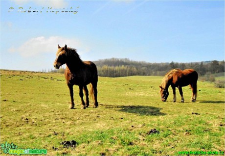 Jaro na pastvině - Foto Robert Kopecký