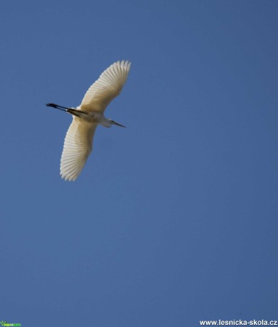 Volavka bílá - Egretta alba - Foto Marie Žďánská 1220 (2)