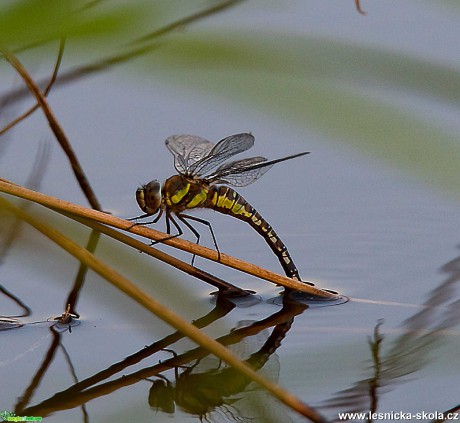 Šídlo luční - Brachytron pratense - Foto Zbyněk Tomek 0121