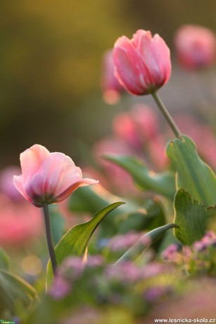 V opojení tulipánů - Foto Angelika Špicarová 0721