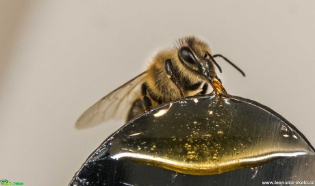 Včela medonosná - Apis mellifera - Foto Roman Brož 0421 (2)