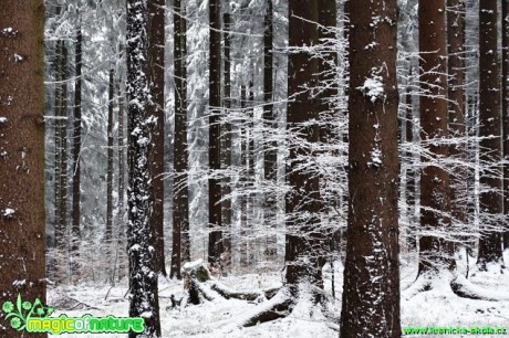 Zimní les - Foto Karel Kříž