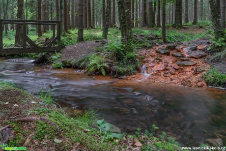 Sirné jezírko - Mařenice - Foto Petr Germanič 0621