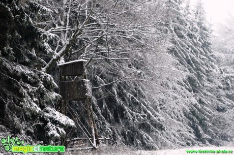 Zimní les - Foto Karel Kříž (1)