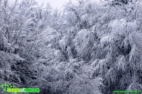 Zimní les - Foto Karel Kříž (2)