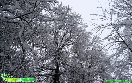 Zimní les - Foto Karel Kříž (6)
