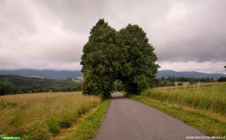 Letní ráno - Liberecko - Foto Jaroslava Jechová 0721