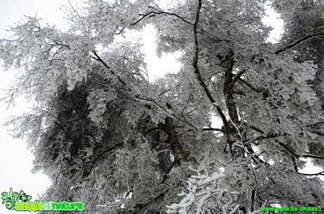 Zimní les - Foto Karel Kříž (8)