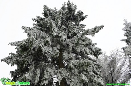 Zimní les - Foto Karel Kříž (9)