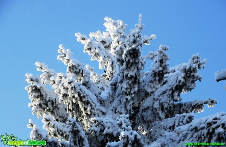 Zimní les - Foto Karel Kříž (10)