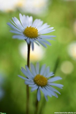 Obdivuhodná krása květů - Foto Marie Vykydalová 0421 (2)