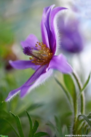 Obdivuhodná krása květů - Foto Marie Vykydalová 0421 (3)