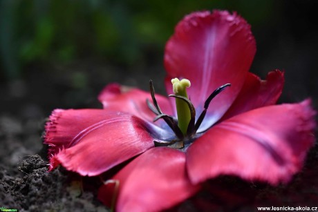 Obdivuhodná krása květů - Foto Marie Vykydalová 0421 (4)