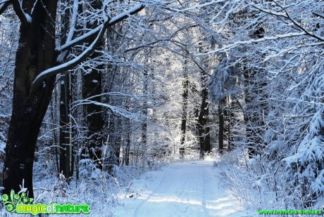 Zimní les - Foto Karel Kříž (11)