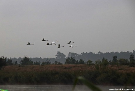 Labutě - Foto Rasťo Salčík 0921