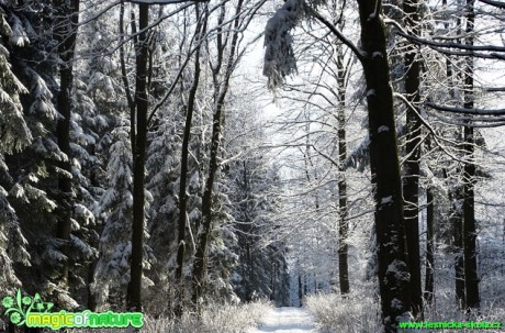 Zimní les - Foto Karel Kříž (12)