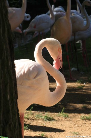 Plameňák z jihlavské zoo - Foto Ladislav Jonák 0621 (3)