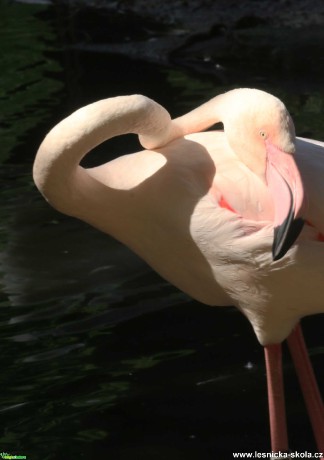 Plameňák z jihlavské zoo - Foto Ladislav Jonák 0621 (4)