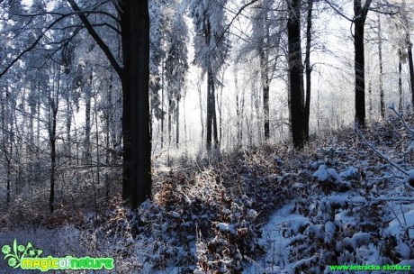 Zimní les - Foto Karel Kříž (14)