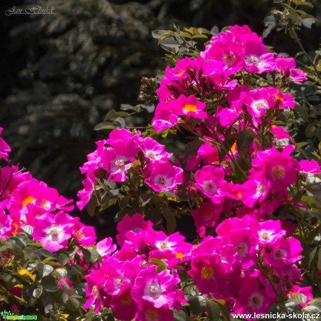 Letní květy - Foto Jan Hlinka 0921 (2)