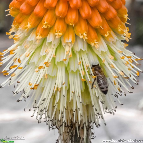 Včelka na nektaru - Foto Jan Hlinka 0921 (1)