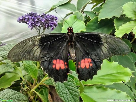 Motýli z Florcentra Olomouc - Foto Marie Vykydalová 0621 (1)