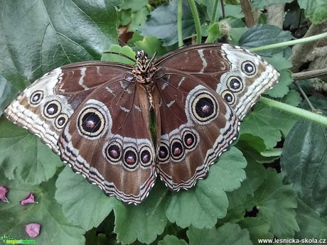 Motýli z Florcentra Olomouc - Foto Marie Vykydalová 0621 (4)
