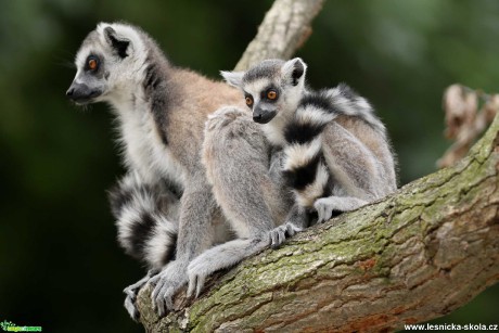 ZOO Praha - Lemur kata - Foto Angelika Špicarová 1021