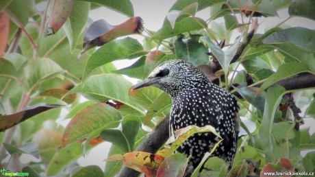 Špaček obecný - Sturnus vulgaris - Foto Rasťo Salčík 1021