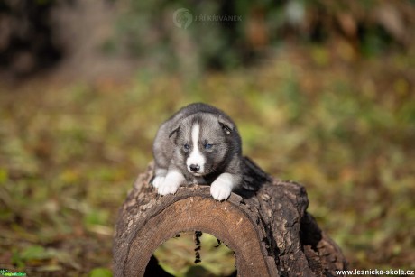 Husky v malém vydání - Foto Jiří Křivánek 1121