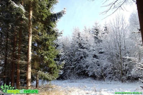 Zimní les - Foto Karel Kříž (25)